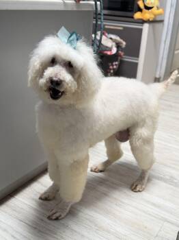 Standard Poodle Dogs Available for Adoption - Violet | PetCurious