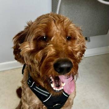 Golden Retriever and Irish Setter Dogs Available for Adoption in Frankfort, Kentucky - Mumford 5775 D | PetCurious