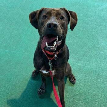 Labrador Retriever and Mixed Breed Dogs Available for Adoption in Richmond, Virginia - Goose | PetCurious