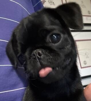 Pepper -  Pug Dog for Adoption in Scottsdale, Arizona - Pepper | PetCurious