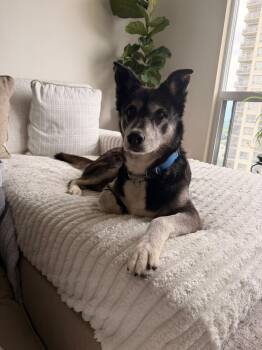 Boots -  Husky and German Shepherd Dog Dog for Adoption in Kitchener, Ontario - Boots | PetCurious
