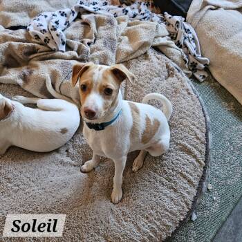 Soleil -  Jack Russell Terrier and Chihuahua Dog for Adoption in Lafayette, California - Soleil | PetCurious