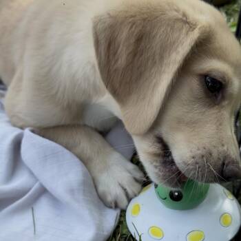 NY Axel (foster in Crompond NY) -  Yellow Labrador Retriever and Golden Retriever Dog for Adoption in Eastford, Connecticut - NY Axel (foster In Crompond NY) | PetCurious