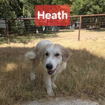 Heath -  Great Pyrenees Dog for Adoption in Spring, Texas - Heath | PetCurious