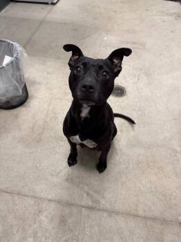 Labrador Retriever Dogs Available for Adoption in Weldon, Illinois - Momma Mia | PetCurious