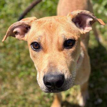 Betty -  Labrador Retriever Dog for Adoption in Jefferson, Wisconsin - Betty | PetCurious