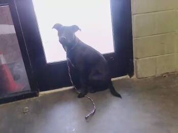 Pit Bull Terrier and Mixed Breed Dogs Available for Adoption - SIERRA | PetCurious