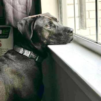 Rescue Black Labrador Retriever Dogs for Adoption in Byhalia, Mississippi - Mansa | PetCurious