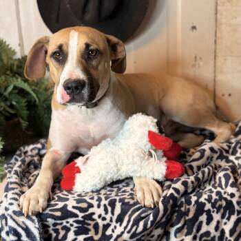 Labrador Retriever and English Coonhound Dogs Available for Adoption - Jake $200 Adoption Fee | PetCurious