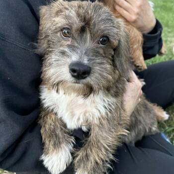 Glen Of Imaal Terrier Dogs Available for Adoption in Blacksburg, Virginia - Frodo | PetCurious