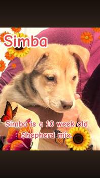 Shepherd Dogs Available for Adoption - Simba | PetCurious