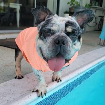 Rescue English Bulldog and French Bulldog Dogs for Adoption in Fort Lauderdale, Florida - Bellini | PetCurious