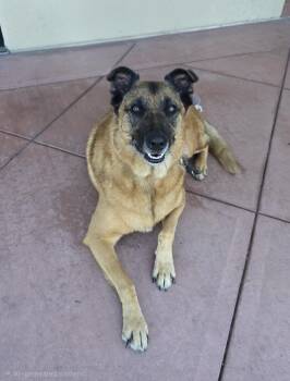 Scooby Doo -  German Shepherd Dog Dog for Adoption in Tracy, California - Scooby Doo | PetCurious