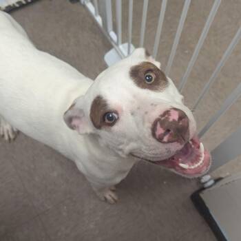 Pit Bull Terrier Dogs Available for Adoption - Featherine | PetCurious