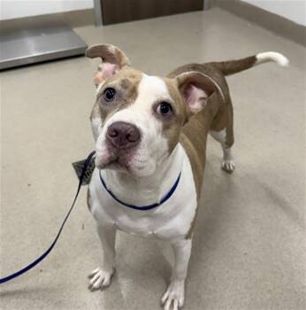 ARIES -  Pit Bull Terrier Dog for Adoption in Baytown, Texas - ARIES | PetCurious