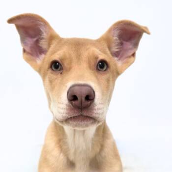 Dune -  German Shepherd Dog and Cattle Dog Dog for Adoption in Scottsdale, Arizona - Dune | PetCurious