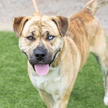 Rescue Pit Bull Terrier and Mixed Breed Dogs for Adoption in Camarillo, California - NINO | PetCurious