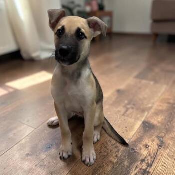 Leah -  Black Mouth Cur Dog for Adoption in Williston, Vermont - Leah | PetCurious