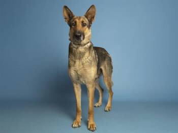 German Shepherd Dog Dogs Available for Adoption in Phoenix, Arizona - WENDY | PetCurious