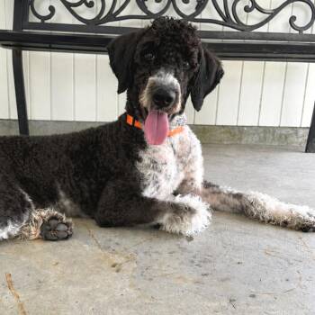 Drake (Benefactor Puppy) -  Labrador Retriever and Standard Poodle Dog for Adoption in New Orleans, Louisiana - Drake (Benefactor Puppy) | PetCurious