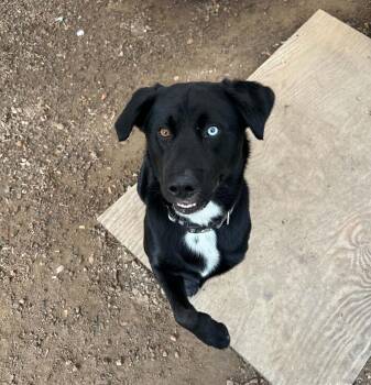 Kai -  Australian Shepherd and Labrador Retriever Dog for Adoption in South Kingstown, Rhode Island - Kai | PetCurious