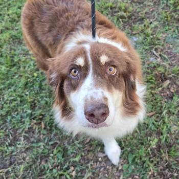 Yuma -  Australian Shepherd Dog for Adoption in Williston, Florida - Yuma | PetCurious