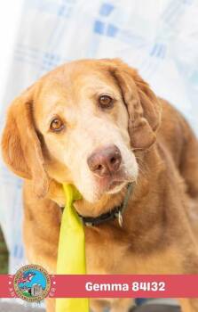 Gemma -  Golden Retriever Dog for Adoption in Mobile, Alabama - Gemma | PetCurious