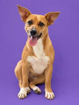 Sandy 1437-26 -  Rat Terrier and Mixed Breed Dog for Adoption in Cumming, Georgia - Sandy 1437-26 | PetCurious