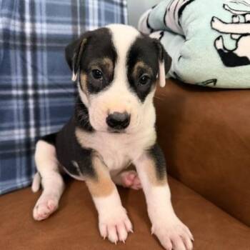 Sawyer Surprise -  Hound and Great Pyrenees Dog for Adoption in Andover, Massachusetts - Sawyer Surprise | PetCurious