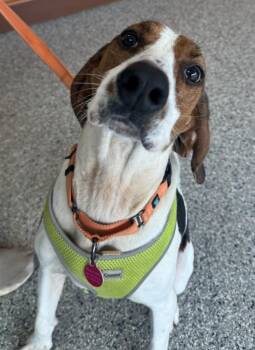 Hound Dogs Available for Adoption in Greenbelt, Maryland - Gigi | PetCurious