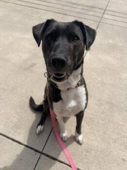 Sangria -  Mixed Breed Dog for Adoption in Kansas City, Missouri - Sangria | PetCurious