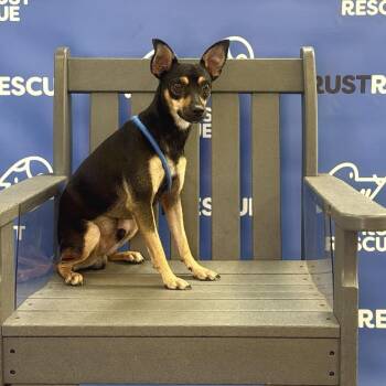 FARLEY -  Miniature Pinscher Dog for Adoption in Waterford, New Jersey - FARLEY | PetCurious