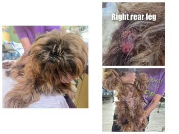 Shih Tzu Dogs Available for Adoption - Bridget (STRAY - NOT YET AVAILABLE) | PetCurious