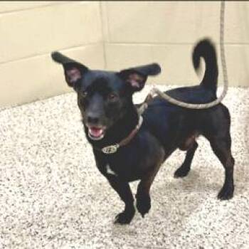Spike -  Dachshund and Mixed Breed Dog for Adoption - Spike | PetCurious