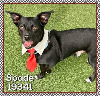 Chihuahua and Dachshund Dogs Available for Adoption in Marietta, Georgia - SPADE | PetCurious