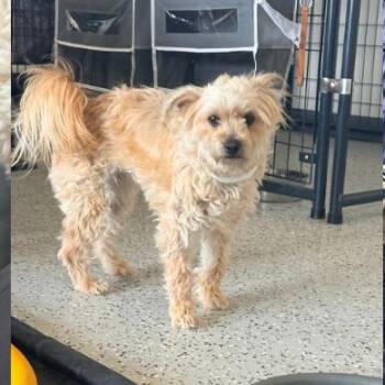 Terrier Dogs Available for Adoption - Bonita | PetCurious