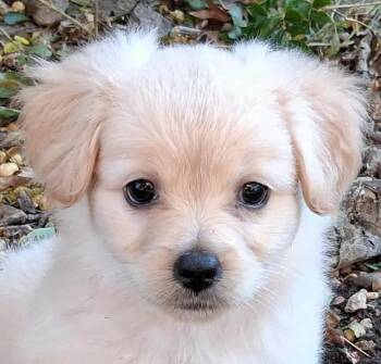 Rescue Shih Tzu and Cairn Terrier Dogs for Adoption in Boerne, Texas - Smokey | PetCurious