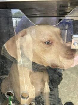 VALERIE -  Mixed Breed Dog for Adoption in Dallas, Texas - VALERIE | PetCurious