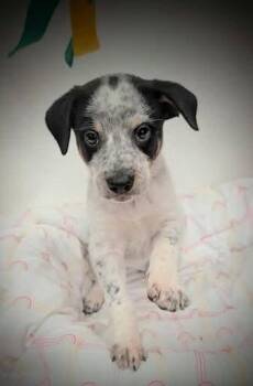 Amelia -  Catahoula Leopard Dog and Australian Cattle Dog Blue Heeler Dog for Adoption in Mauston, Wisconsin - Amelia | PetCurious