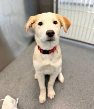 Jane -  Yellow Labrador Retriever Dog for Adoption in Portland, Maine - Jane | PetCurious