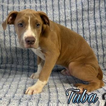 Tuba -  Boxer and Pit Bull Terrier Dog for Adoption in Hillsboro, Ohio - Tuba | PetCurious