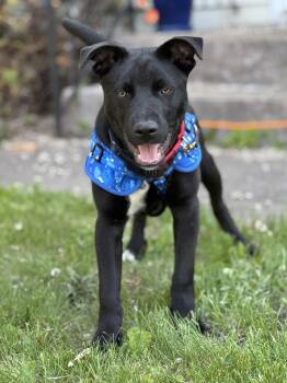 Rescue Black Labrador Retriever and Pit Bull Terrier Dogs for Adoption in Crookston, Minnesota - Bruce | PetCurious