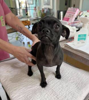 Elizabetta (NOT YET AVAILABLE) -  Pug and Chihuahua Dog for Adoption in Benton, Louisiana - Elizabetta (NOT YET AVAILABLE) | PetCurious