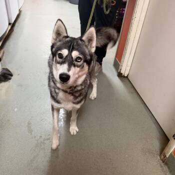 WAGS-Stray-22597 -  Husky Dog for Adoption in Westminster, California - WAGS-Stray-22597 | PetCurious