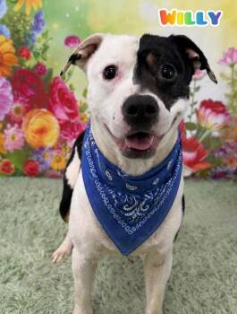 Mixed Breed Dogs Available for Adoption in Flint, Michigan - Willy | PetCurious