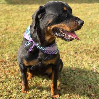 Rescue Mixed Breed Dogs for Adoption in Chattanooga, Tennessee - Big Tiny | PetCurious