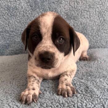 Dean -  Cattle Dog and Mixed Breed Dog for Adoption in St. Peters, Missouri - Dean | PetCurious