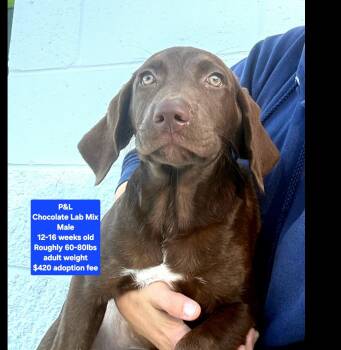 P&L -  Chocolate Labrador Retriever Dog for Adoption in Oviedo, Florida - P&L | PetCurious