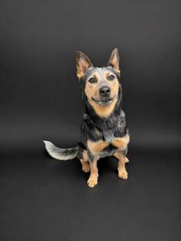 Australian Cattle Dog Blue Heeler and Mixed Breed Dogs Available for Adoption in Winter Haven, Florida - ROXY | PetCurious