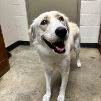 Poutine -  Yellow Labrador Retriever Dog for Adoption in Collierville, Tennessee - Poutine | PetCurious